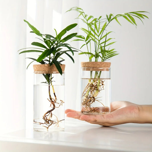 Transparent Vase